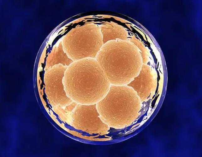 东莞三代试管私立机构试管移植后弯腰有没有影响 试管移植后禁止弯腰原因